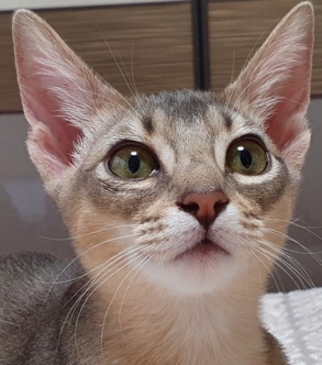 Ruby, my cat